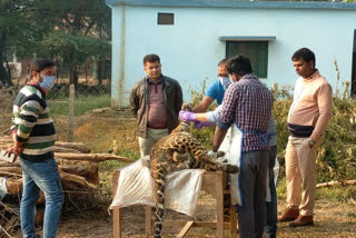 Another leopard died in Chitrakoot