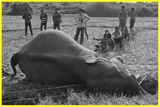 baby-elephant-body-recovered-at-barhampur