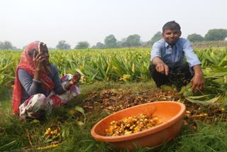 Turmeric cultivation in Bhilwara