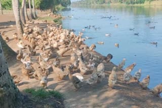 Bird flu in Kerala