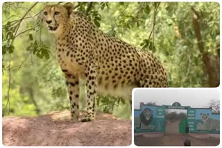 African Cheetah arrival in Kuno