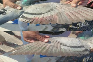 Suspicious pigeon captured in Porbandar : સમુદ્રમાં માછીમારોને મળ્યાં બે શંકાસ્પદ કબૂતરો, તપાસ શરૂ