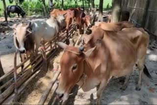 dhuburi-police-shot-cattle-mafia-in-indo-bangladesh-border