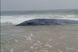 injured whale, 40-feet whale death