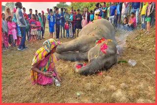 baby-elephant-calf-died-in-kaliabor