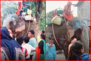 elephant in jabalpur