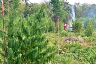 Ganja Cultivation: ନନ୍ଦନବନ ସଫାରୀ ଅଞ୍ଚଳରେ ଗଞ୍ଜେଇ ଚାଷକୁ ନଷ୍ଟ କଲା ପୋଲିସ