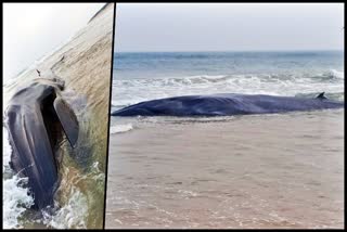 whale washes ashore in Puri beach