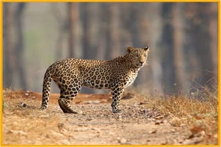 leopard scaring people by roaming at mariani