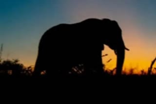 Elephant Terror: ଗାଁ ମୁହାଁ ଗଜରାଜ, ହାତୀ ଆକ୍ରମଣରେ ବନ କର୍ମଚାରୀ ଆହତ
