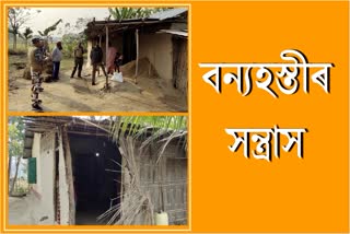 বন্যহস্তী সন্ত্ৰাসত শংকিত বঢ়মপুৰবাসী