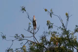 Gangajalia Lake Bhavnagar: ભાવનગરની શાન સમાન ઢોક બગલાની સંખ્યા થઈ ઓછી :જાણો તારણો