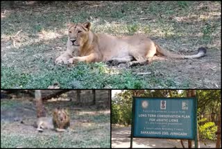 Asia Sakkarbagh Zoo: લુપ્ત થતી પ્રજાતિઓને અટકાવા સકરબાગ પ્રાણીસંગ્રહાલયના અધિકારીઓ તત્પર