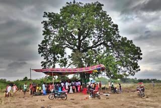 milk-coming-from-the-neem-tree-in-kustagi