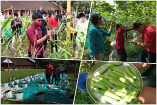 ആനക്കാംപൊയിൽ സ്‌കൂള്‍ വിദ്യാര്‍ഥികളുടെ കൃഷി  കൊവിഡിനിടെ കൃഷി ചെയ്‌ത് ആനക്കാംപൊയിൽ സെന്‍റ് മേരീസ് സ്‌കൂള്‍  Kozhikode Anakkampoyil school Children agriculture  Children cultivates gold in agriculture  kozhikode todays news