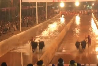 Traditional buffalo race 'Kambala' held at Dakshina Kannada district in Karnataka