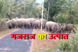 Herd of elephants reached Rania village