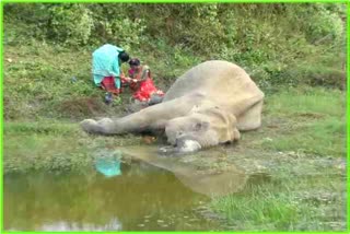 Elephant died in Bokakhat