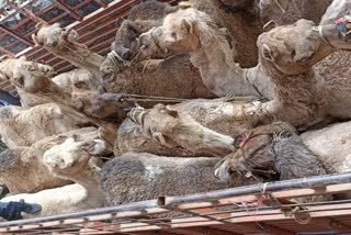 Police Siezed Truck Carrying Camel