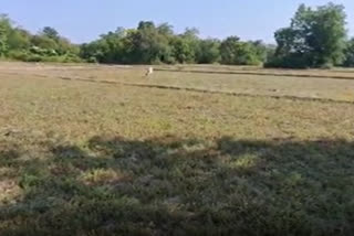 Water crisis in paddy field in Hojai