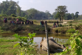 Two elephant carcasses were found in Assams Karbi Anglong district on Monday