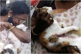 Naighbour Shot and tried to kill pet cat  complaint against neighbour at kottayam  കോട്ടയത്ത്‌ വളർത്തുപൂച്ചയെ അയൽവാസി വെടിവച്ചു കൊല്ലാൻ ശ്രമിച്ചതായി പരാതി