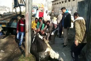 کشتواڑ میں سڑکوں پر گھومتی گایوں سے عوام پریشان