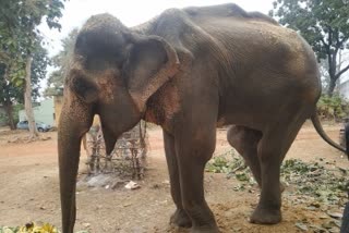 PETA got responsibility of handling the elderly elephant Lakshmi