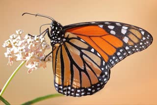 extinct butterflies in himachal