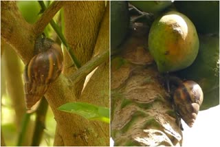 african snails in alappuzha  ആഫ്രിക്കൻ ഒച്ച്‌ ശല്യം  ആലപ്പുഴ ഒച്ച് കൃഷി നാശം  അക്കാറ്റിന ഫുലിക്ക  african snail menace in kerala