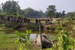 70 elephants killed in assam this year-assam