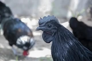 Chhindwara latest news Theft of Kadaknath Chickens