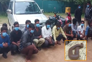 SNAKE SMUGGLERS ARREST