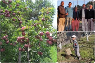 himachal apple bussiness