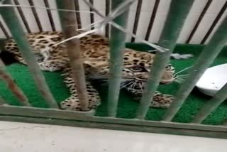 Smriti Van Jaipur, Panther cub found injured