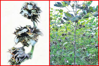 Diseases effect on cotton