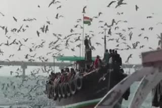 Seagull At Dwarka Beach: દ્વારકાના સમુદ્ર તટ પર આવી પહોંચ્યા વિદેશી પક્ષી સિગલ