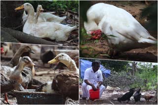 malappuram duck farming  താറാവ് കൃഷി  ശിഹാബ് താറാവ് കൃഷി  kerala man duck farming