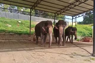 elephants to be rehabilitated