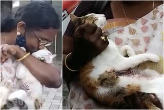 വൈക്കം അയൽവാസിയുടെ വെടിയേറ്റ വളർത്തു പൂച്ച ചത്തു  Neighbour shot Pet cat died Vykom  Thalayazham pet cat death  തലയാഴം പ്രാവിനെ ആക്രമിച്ചതിന് വെടിവച്ചു