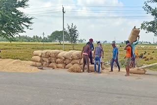 farmers-using-road-for-paddy-processing-in-koppal