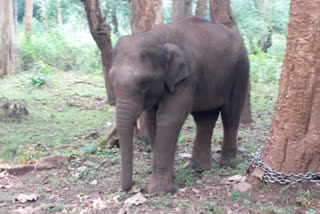 Elephant dead body found