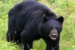 A youth injured in bear attack