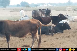 गौशालाओं में नहीं है पशुओं को सर्दी से बचाने के इंतजाम