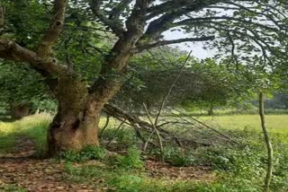 dead body found hanging from tree