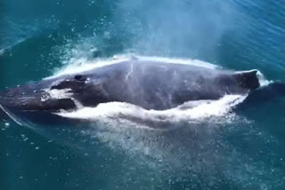 Greenpeace on whales in Mediterranean