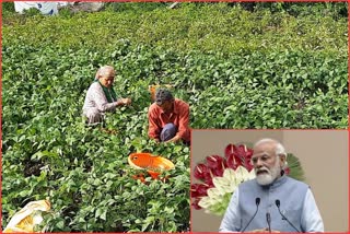 Women farmers in Himachal