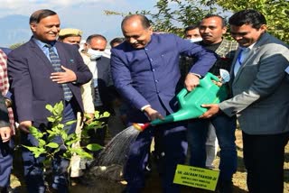 Plantation in Tapovan Dharamshala