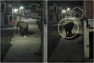 haridwar elephant news
