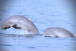 Dolphin Census Begins In Odisha's Bhitarkanika